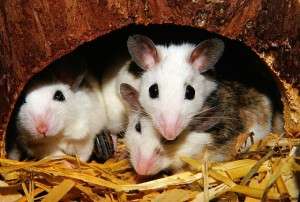 Mäuse für Tierversuche - Pixabay