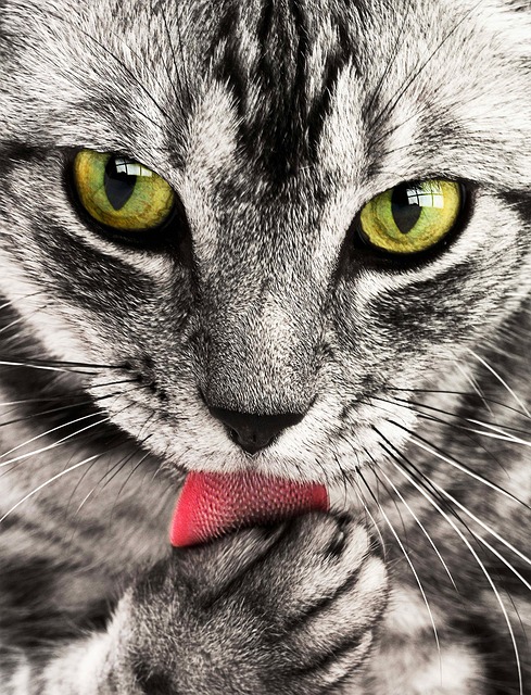 Katze Portrait - Pixabay